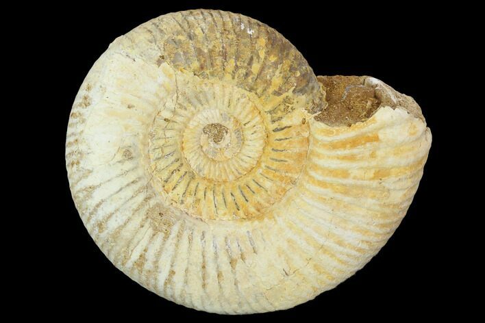 Perisphinctes Ammonite - Jurassic #100212